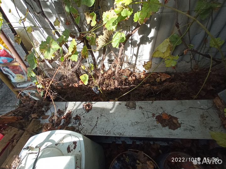 Бак нержавейка 440 литров