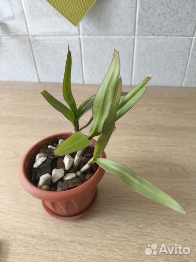 Спатифиллум