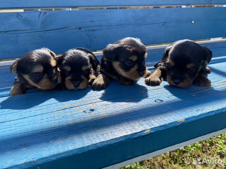 Йоркширский терьер