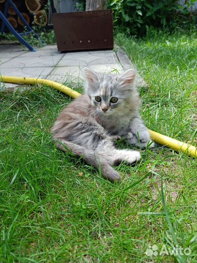 Котик и кошечка, 2 мес