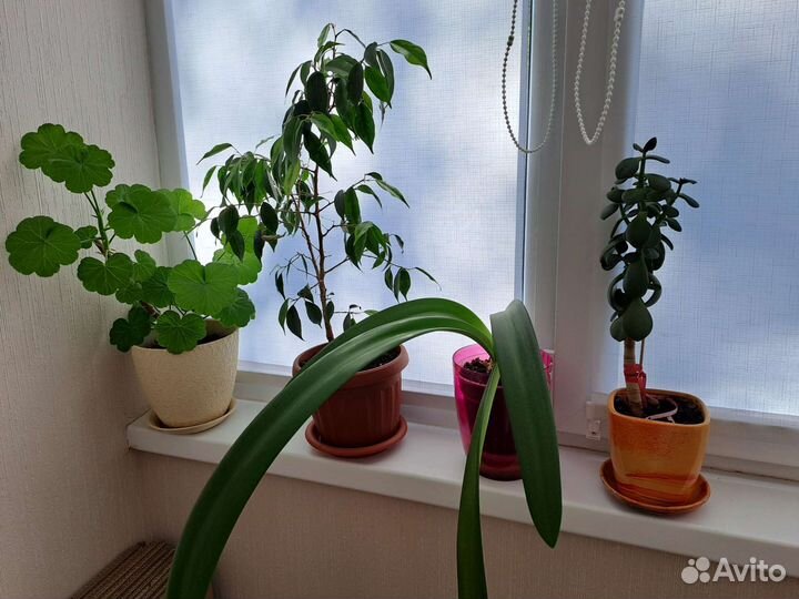 Кашпо для цветов и цветы в горшках