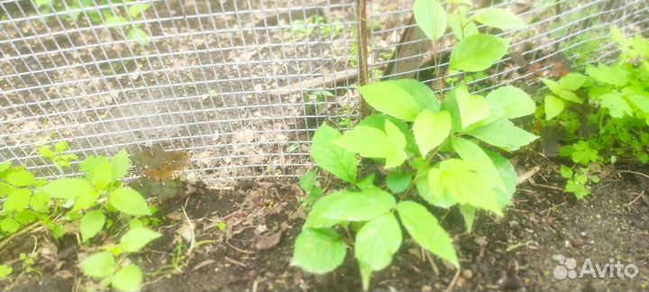 Саженцы (малина крупноплодная, калина, лимонник)