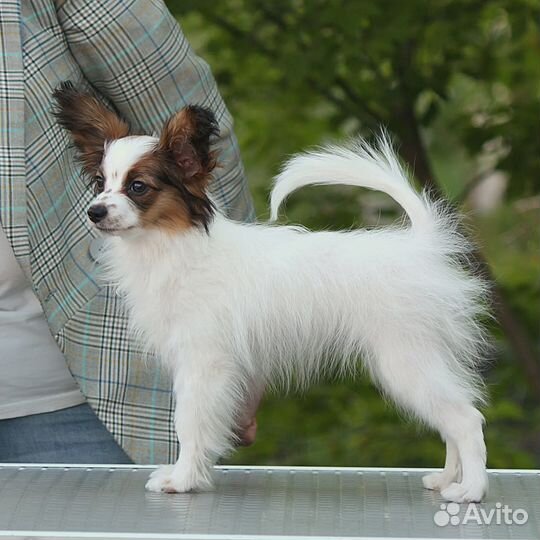 Предлагаются к продаже щенки папийона