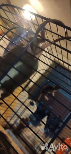 Крысята дамбо