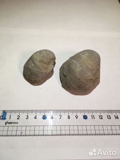 Грифеи древние окаменелости