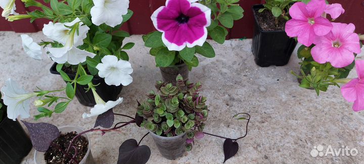 Набор растений