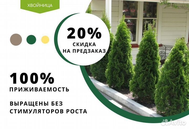 Смарагд,Колумна,Брабант в ассортименте