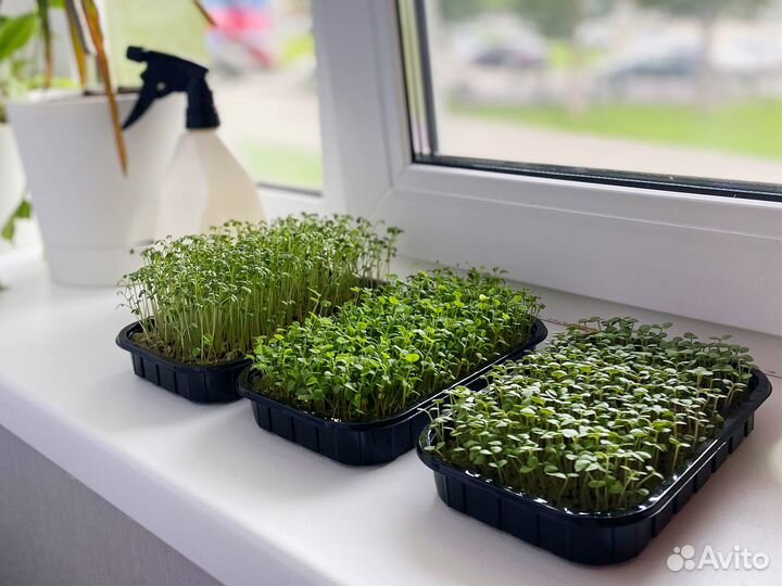 Контейнер для микрозелени (розница и опт) арт.В122