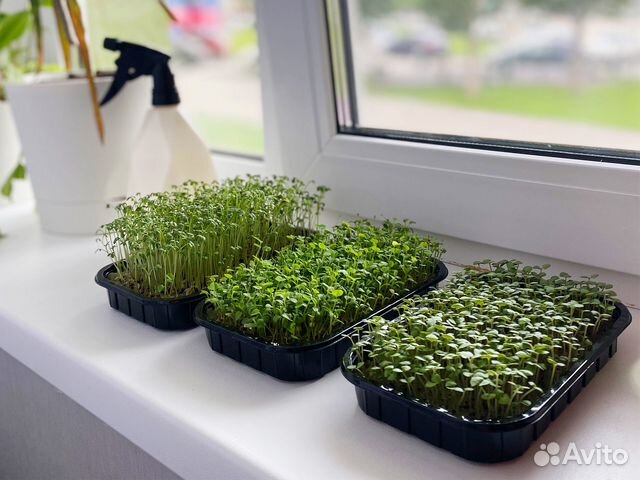 Контейнер для микрозелени (розница и опт) арт.В122