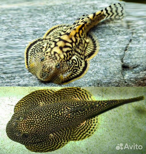 Псевдоскаты Севеллия Мармората и Спотед