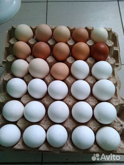 Инкубационное яйцо домашних кур