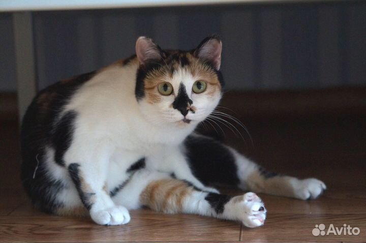 Эксклюзивная трёхцветочка