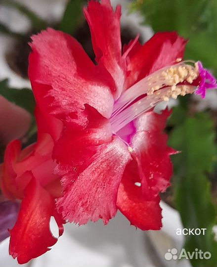 Декабрист шлюмбергера Аскот