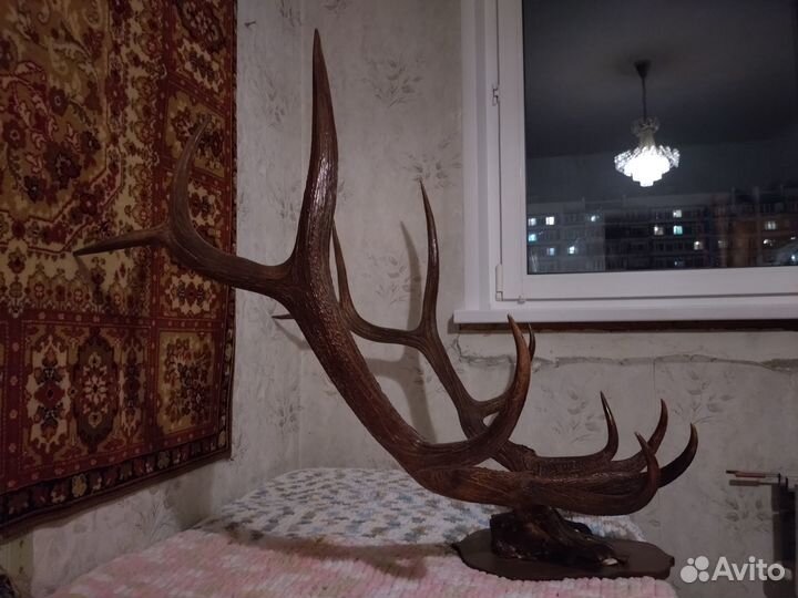 Рога оленя 91х91х102
