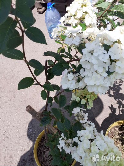 Гортензия метельчатая Пастель Грин