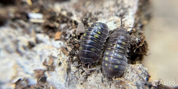 Мокрицы (isopod)