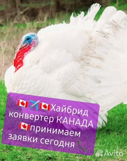 Инкубационное яйцо