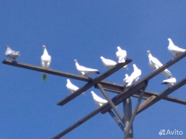 Бойные голуби