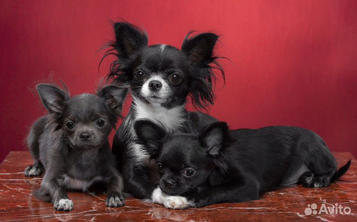 Щенки чихуахуа