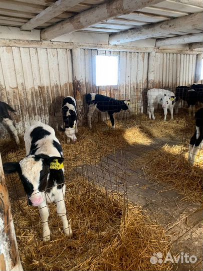 Телята бычки и телочки