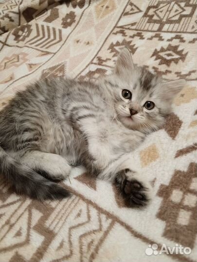 Котята