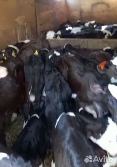 Бычки мясного направления