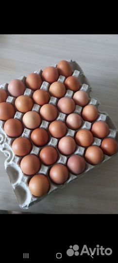 Молодые петухи