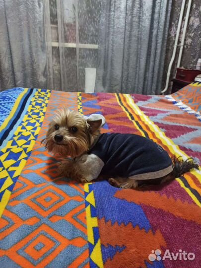 Йоркширский терьер девочка