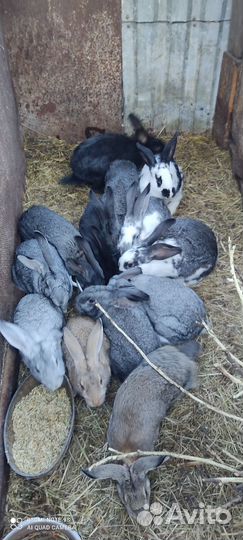 Кролики мясных пород. Кролята 1 месяц