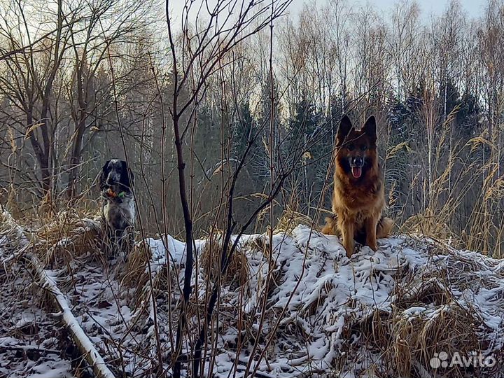Вязка спаниель