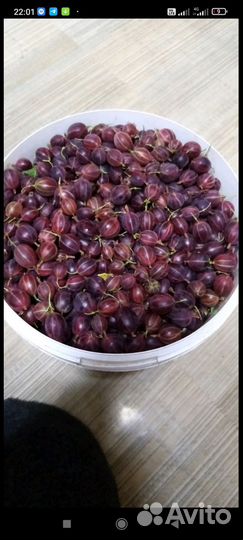 Крыжовник и черешня