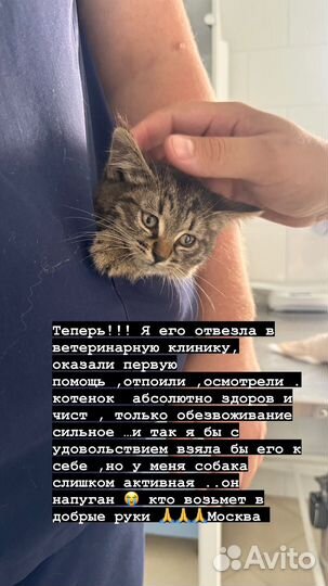 Котята в добрые руки