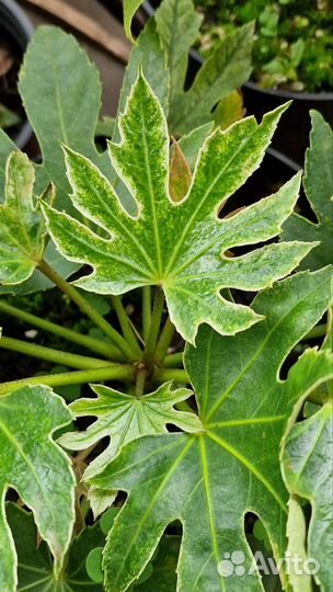 Фатсия и фатсхедера, пестролистные и зеленые