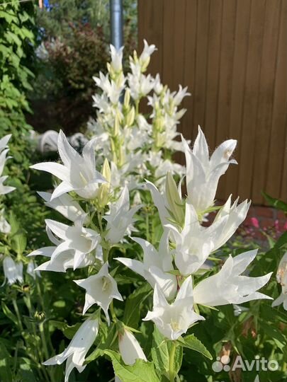 Колокольчик многолетний