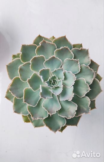 Эхеверия шавиана перегрина