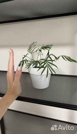 Хамедорея пальма