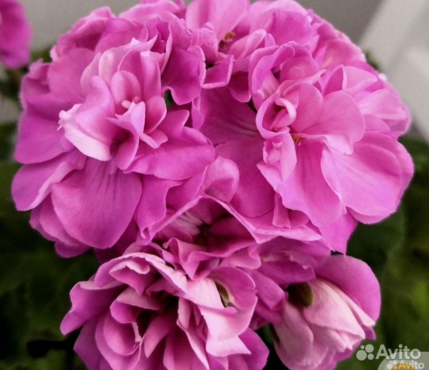 Ю - Цветок Лотоса, пеларгония, герань