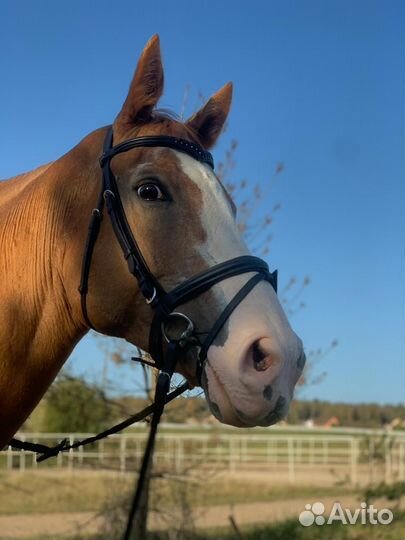 Продажа лошадей