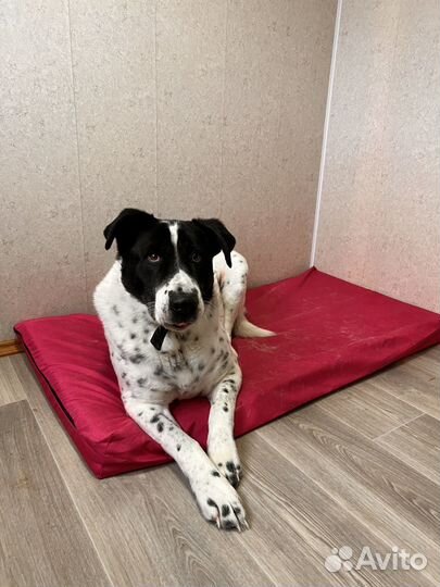 Домашняя передержка собак