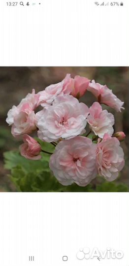 Герань пеларгония Леона Галактики