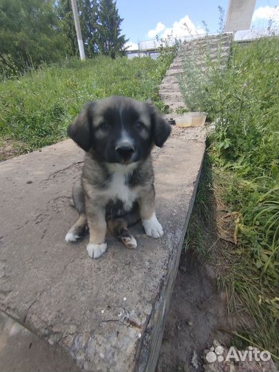 Собака в добрые руки отдам бесплатно щенки