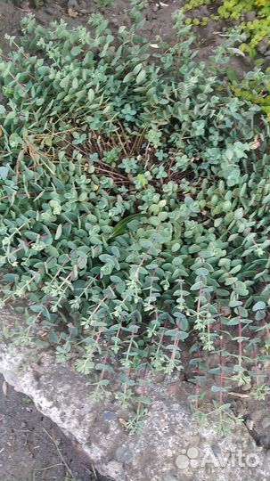 Почвопокровные растения,многолетники