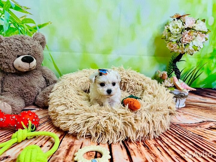 Сладкие пушистики мальтипу