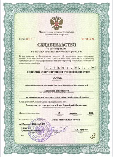 Нетель герефордской породы класса элита и элита-ре