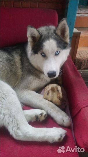 Хаска для случки