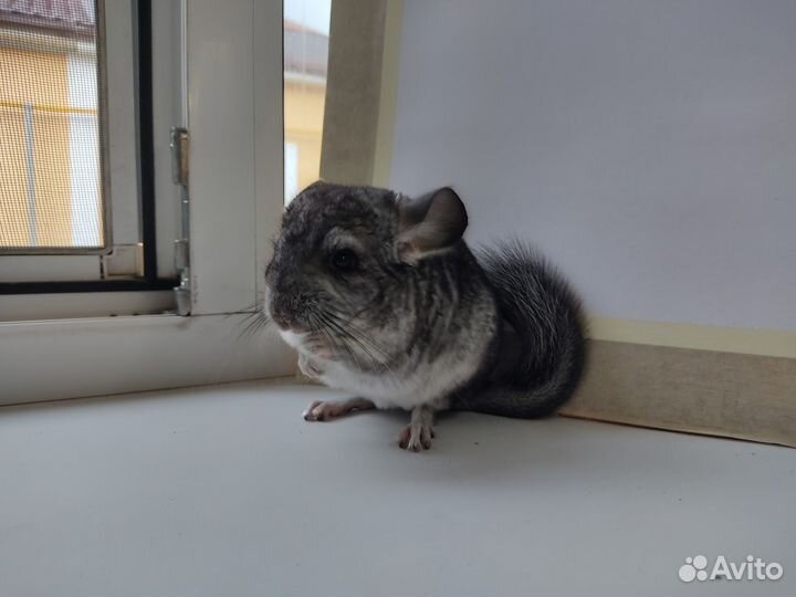 Шиншилла Стандарт Девочка