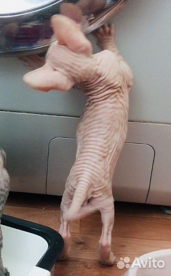 Донской сфинкс котята