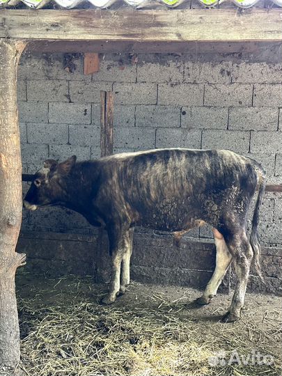 Бычки 6 голов