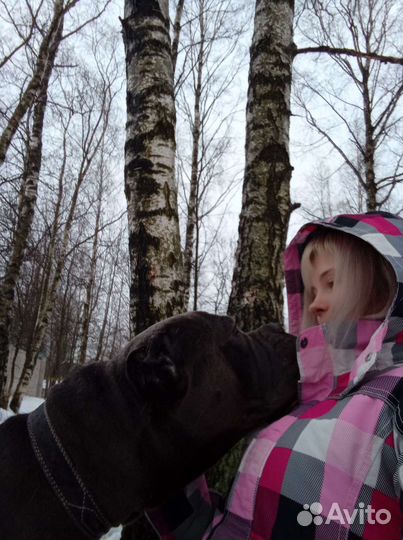 Передержка у кинолога