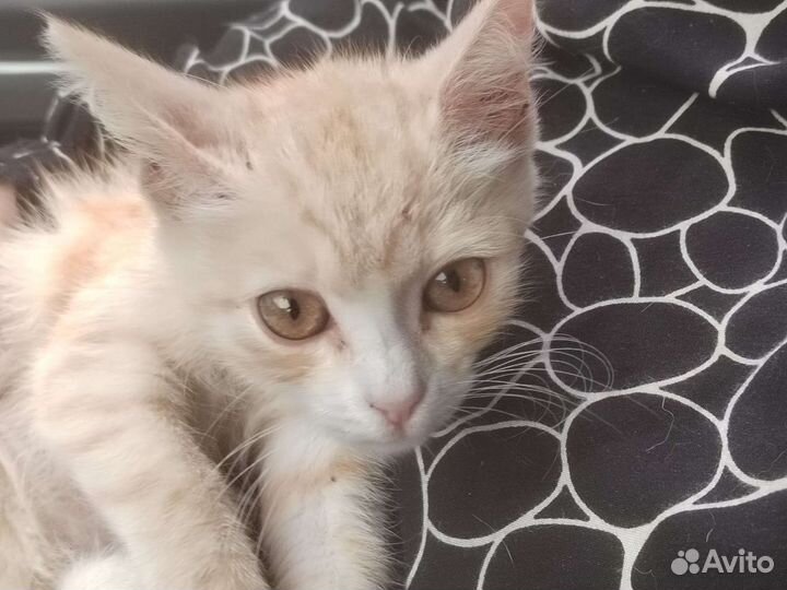 Бесплатно в добрые руки
